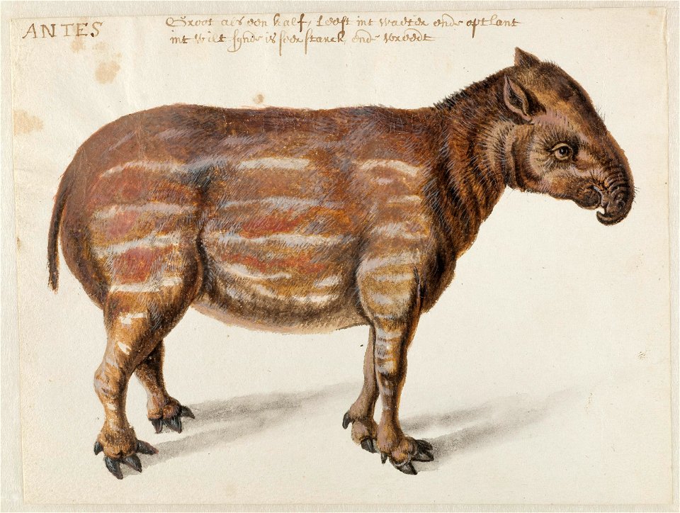 NL-HlmNHA 53004658 02 Laaglandtapir