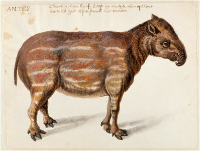 NL-HlmNHA 53004658 02 Laaglandtapir