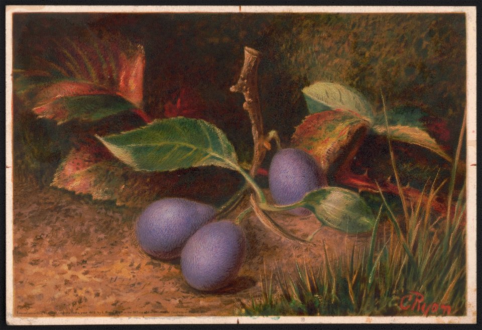 No. 4, Grapes LCCN2016651899