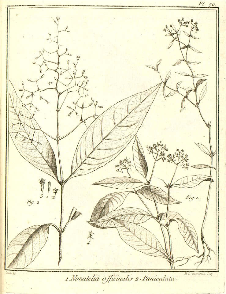 Nonatelia paniculata Aublet 1775 pl 70