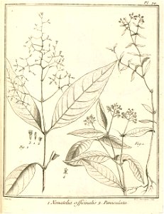 Nonatelia paniculata Aublet 1775 pl 70
