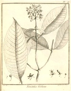 Nonatelia violacea Aublet 1775 pl 73