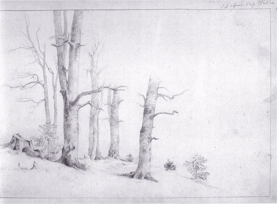 Markus Pernhart - Baumstudie 6