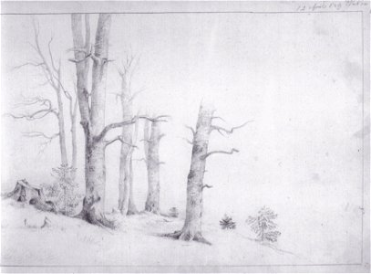 Markus Pernhart - Baumstudie 6