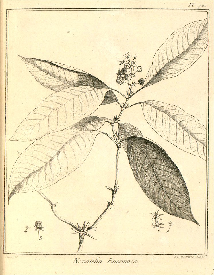 Nonatelia racemosa Aublet 1775 pl 72