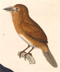 Nonnula rubecula rubecula 1838