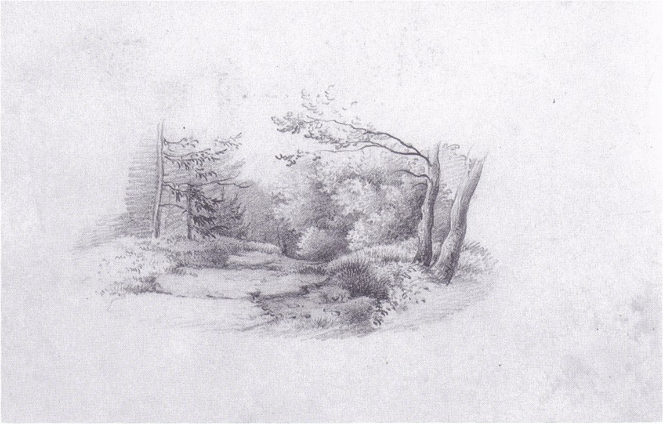 Markus Pernhart - Baumstudien4