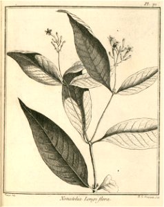 Nonatelia longiflora Aublet 1775 pl 71