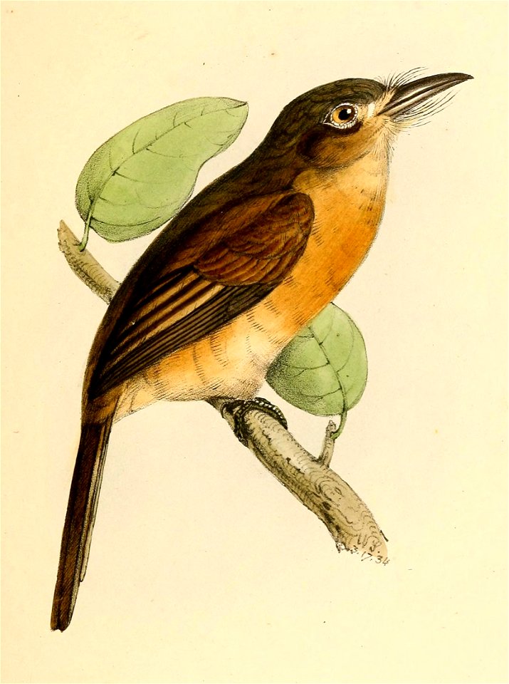 Nonnula rubecula rubecula 1841