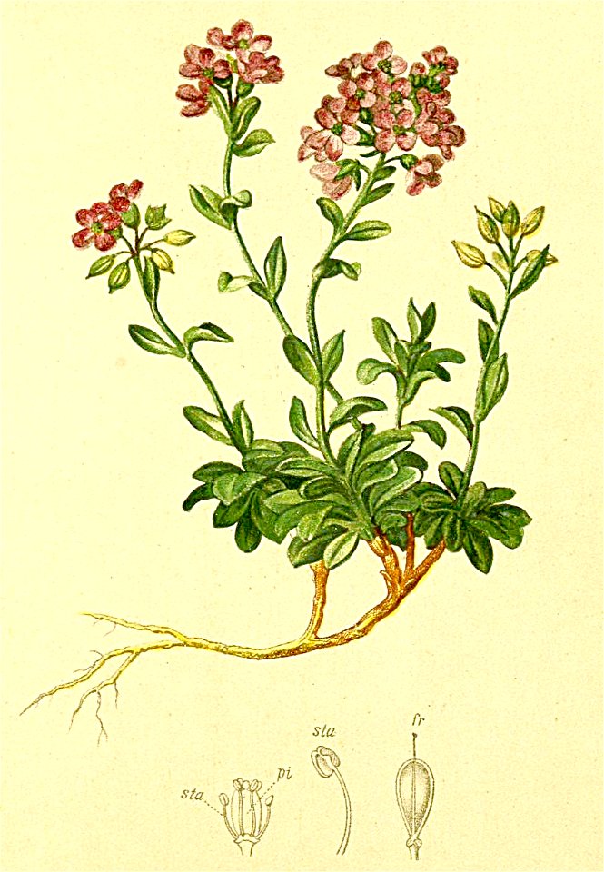 Noccaea rotundifolia Atlas Alpenflora