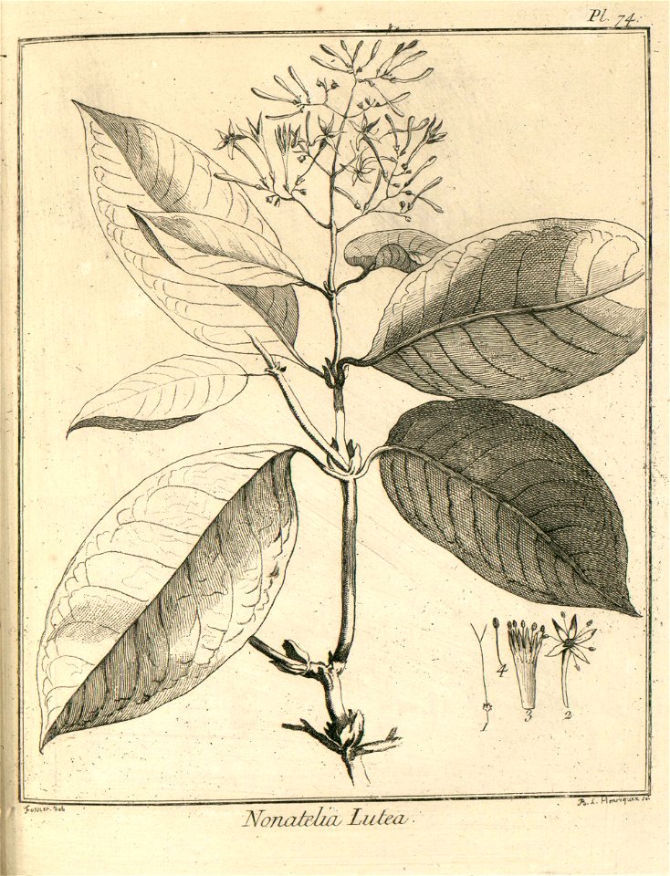 Nonatelia lutea Aublet 1775 pl 74