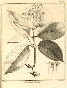 Nonatelia lutea Aublet 1775 pl 74