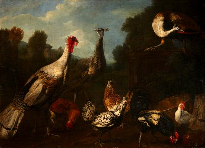 Marmaduke Cradock (c.1660-1717) (attributed to) - A Turkey, Peacocks and Chickens in a Landscape - 216385 - National Trust