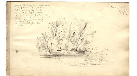 Martens, Tano plant, Tahiti (image 89, page 64r)