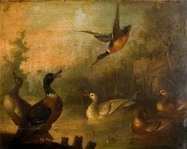Marmaduke Cradock (c.1660-1717) (attributed to) - Mallards and a White Duck in a Pond - 836200.1 - National Trust