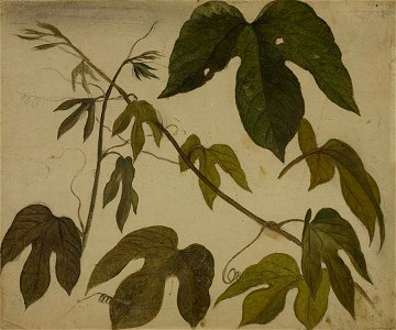 Martin Johnson Heade - Study of Passion Flower Leaves - 2007.208 - Crystal Bridges Museum of American Art. Free illustration for personal and commercial use.