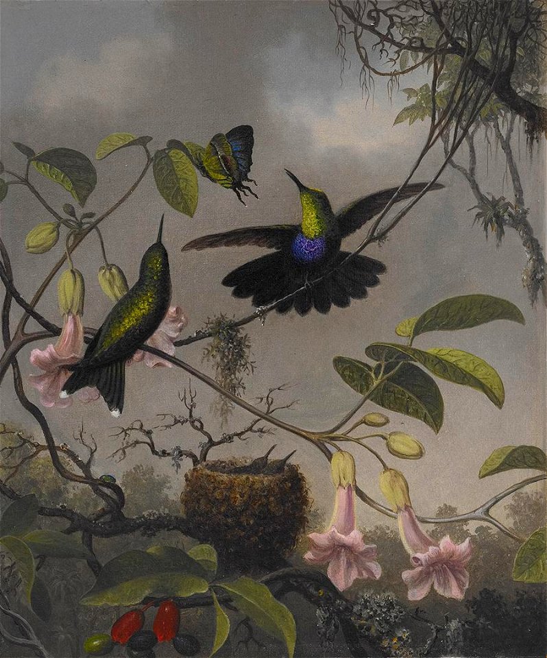 Martin Johnson Heade - Fork-tailed Woodnymph - 2006.88 - Crystal Bridges Museum of American Art