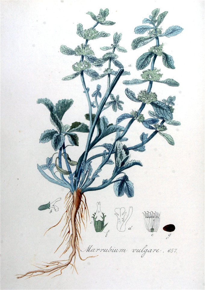 Marrubium vulgare — Flora Batava — Volume v9