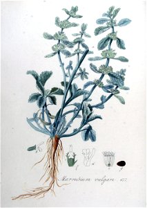 Marrubium vulgare — Flora Batava — Volume v9. Free illustration for personal and commercial use.