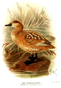 MarmaronettaAngustirostrisKeulemans