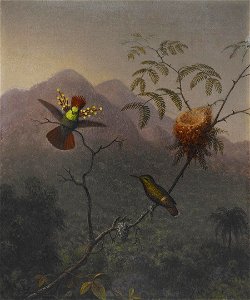 Martin Johnson Heade - Tufted Coquette - 2006.86 - Crystal Bridges Museum of American Art. Free illustration for personal and commercial use.