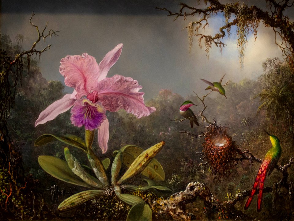 Cattelya Orchid and Three Brazilian Hummingbirds