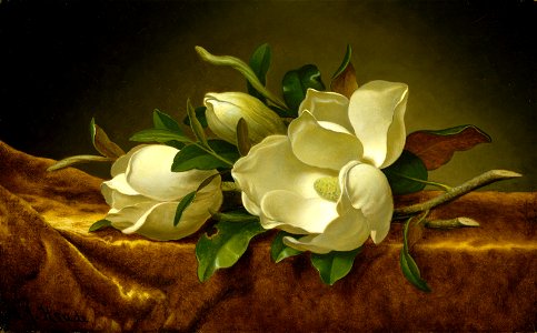 Martin Johnson Heade - Magnolias on Gold Velvet Cloth - 99.182 - Museum of Fine Arts