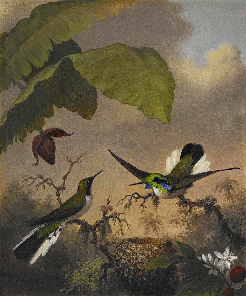 Martin Johnson Heade - Black-eared Fairy - 2006.89 - Crystal Bridges Museum of American Art