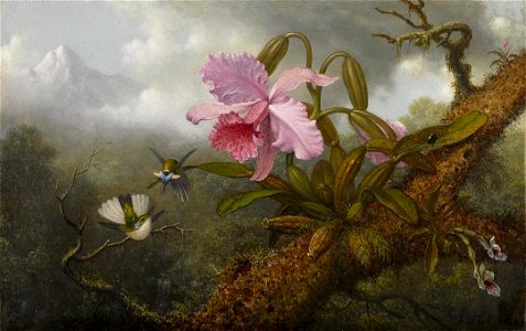 Martin Johnson Heade - Cattleya Orchid, Two Hummingbirds and a Beetle - 2010.67 - Crystal Bridges Museum of American Art. Free illustration for personal and commercial use.