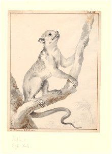 Martes americana - 1710-1792 - Print - Iconographia Zoologica - Special Collections University of Amsterdam - UBA01 IZA1000710