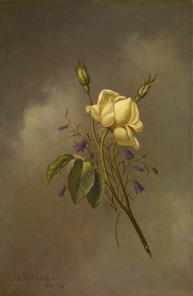 Martin Johnson Heade - A Yellow Rose Against a Cloudy Sky - promised gift 1226 a-yellow-rose-against-a-cloudy-sky - Crystal Bridges Museum of American Art