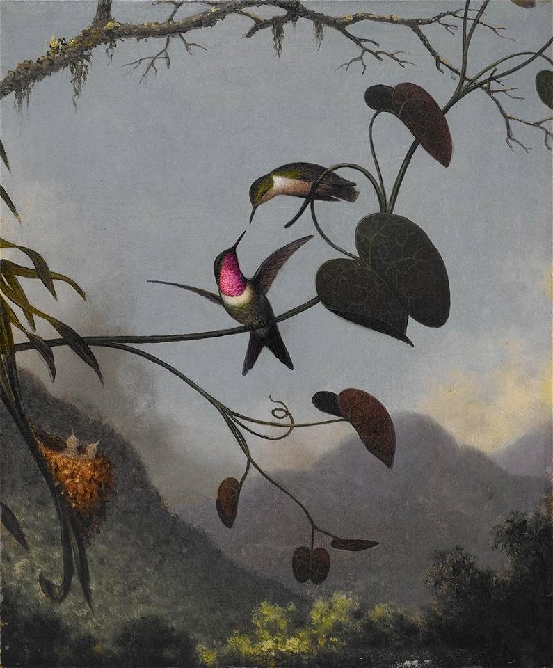 Martin Johnson Heade - Amethyst Woodstar - 2006.84 - Crystal Bridges Museum of American Art