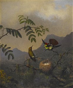 Martin Johnson Heade - Frilled Coquette - 2006.85 - Crystal Bridges Museum of American Art. Free illustration for personal and commercial use.