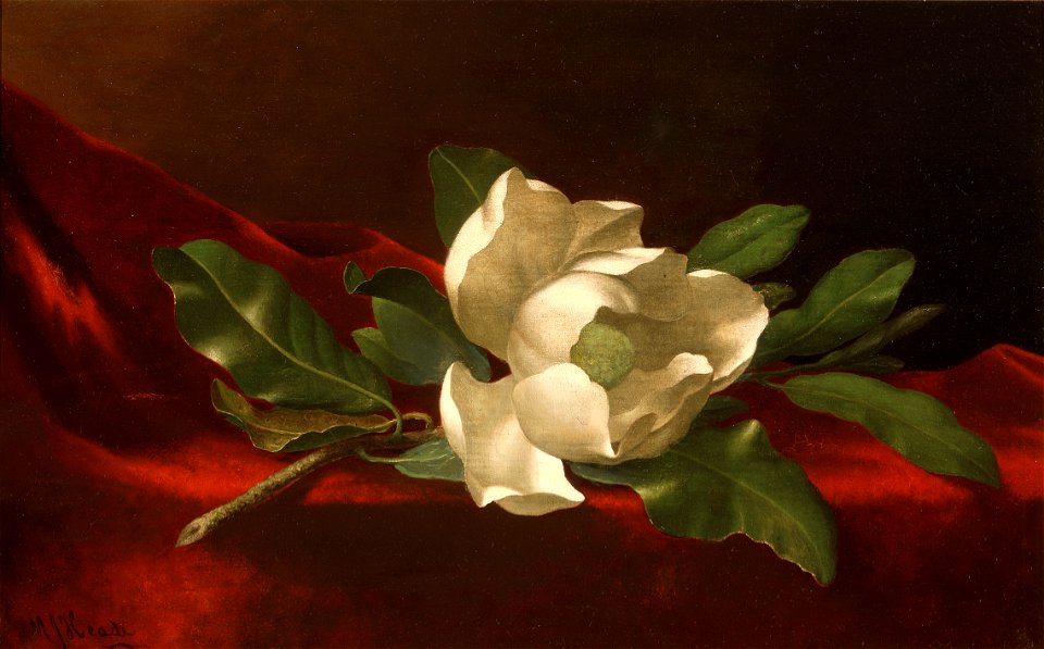 Martin Johnson Heade - Magnolia - 172-1986 - Saint Louis Art Museum