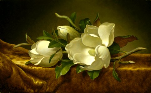 Martin Johnson Heade - Magnolias on Gold Velvet Cloth - Google Art Project