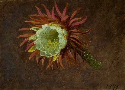 Martin Johnson Heade - Study of a Night-Blooming Cereus - 2007.211 - Crystal Bridges Museum of American Art. Free illustration for personal and commercial use.