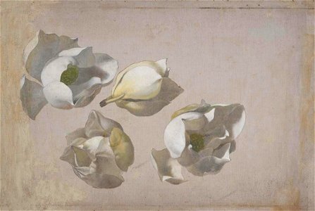 Martin Johnson Heade - Study of Four Magnolia Blossoms - 2007.216 - Crystal Bridges Museum of American Art. Free illustration for personal and commercial use.