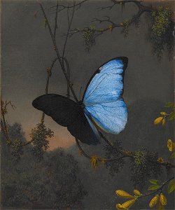 Martin Johnson Heade - Blue Morpho Butterfly - 2006.92 - Crystal Bridges Museum of American Art. Free illustration for personal and commercial use.