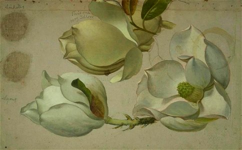 Martin Johnson Heade - Study of Three Magnolia Blossoms - 2007.218 - Crystal Bridges Museum of American Art. Free illustration for personal and commercial use.