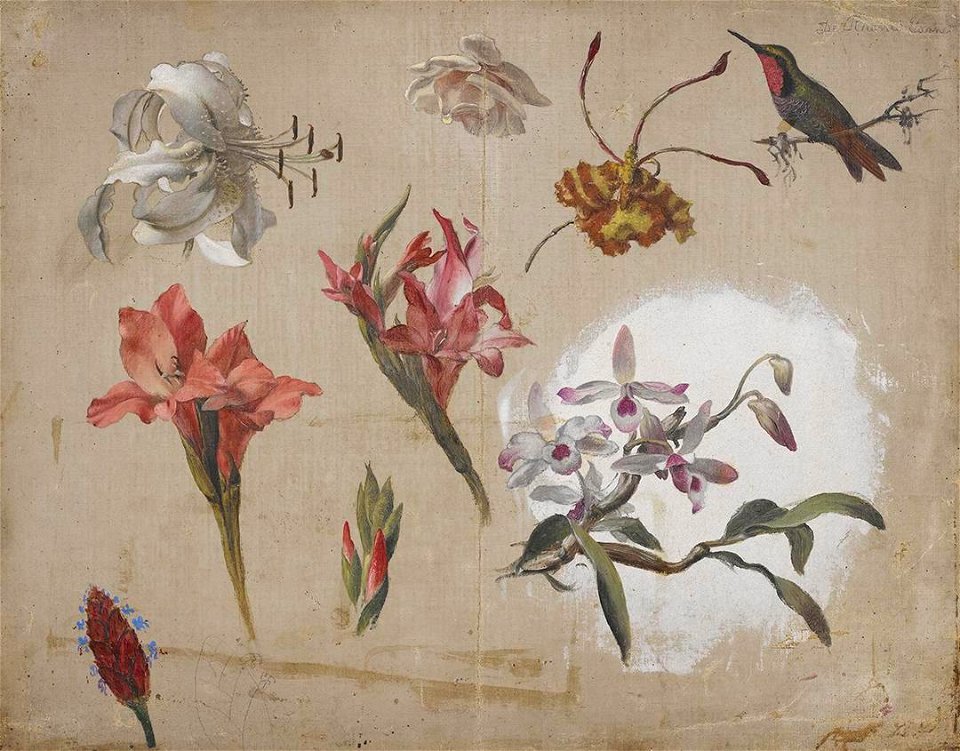 Martin Johnson Heade - Study of Varied Flowers with a Hummingbird - 2007.205 - Crystal Bridges Museum of American Art. Free illustration for personal and commercial use.