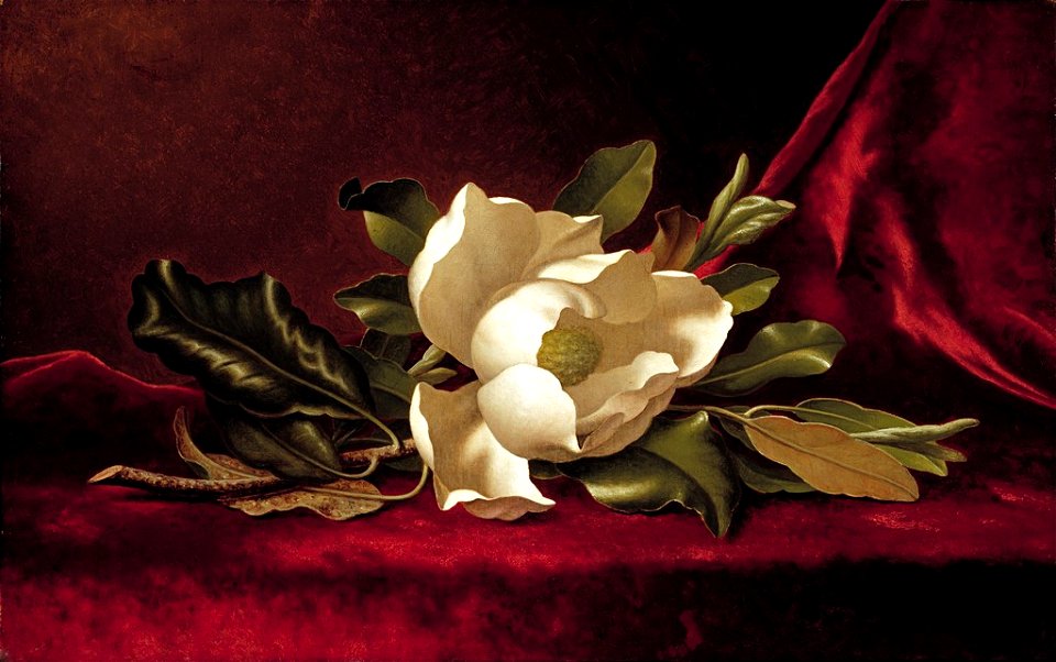 Martin Johnson Heade - The Magnolia Blossom
