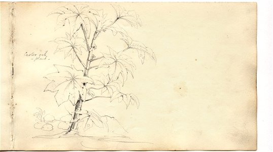 Martens, Castor oil plant (image 69, page 46r)