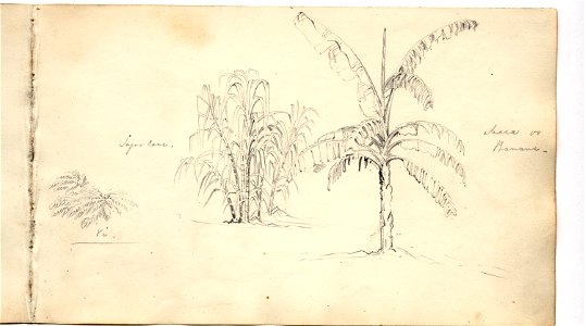 Martens, Sugar cane and Meia or Banana (image 68, page 45r)