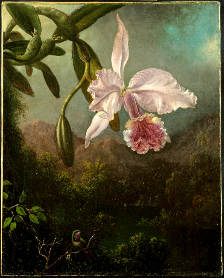 Martin Johnson Heade - Orchid Blossoms - 461.1915 - Cleveland Museum of Art