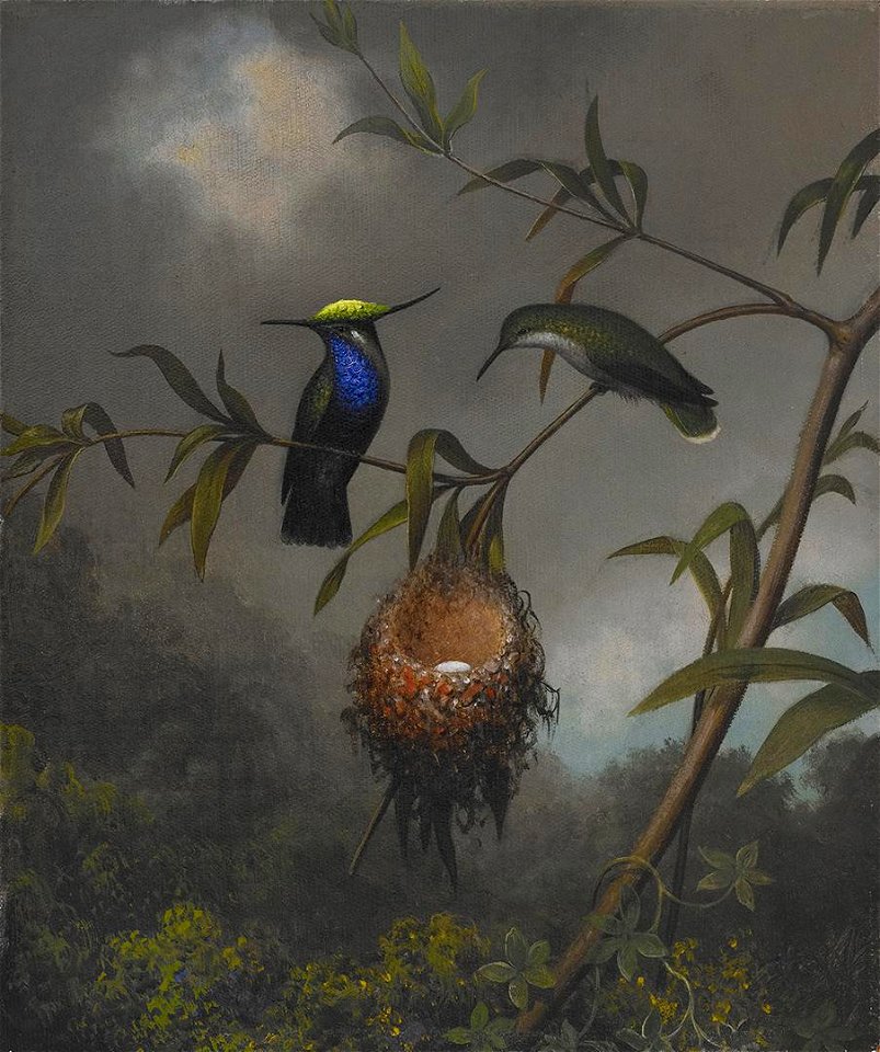 Martin Johnson Heade - Black-breasted Plovercrest - 2006.87 - Crystal Bridges Museum of American Art
