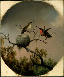 Martin Johnson Heade - Hummingbirds with Nest - 64.429 - Museum of Fine Arts