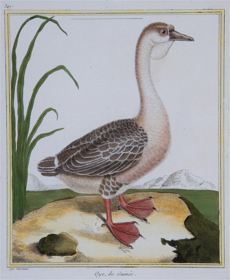 Martinet Oye de Guinée