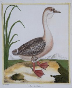 Martinet Oye de Guinée