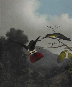 Martin Johnson Heade - Black-throated Mango - 2006.83 - Crystal Bridges Museum of American Art. Free illustration for personal and commercial use.