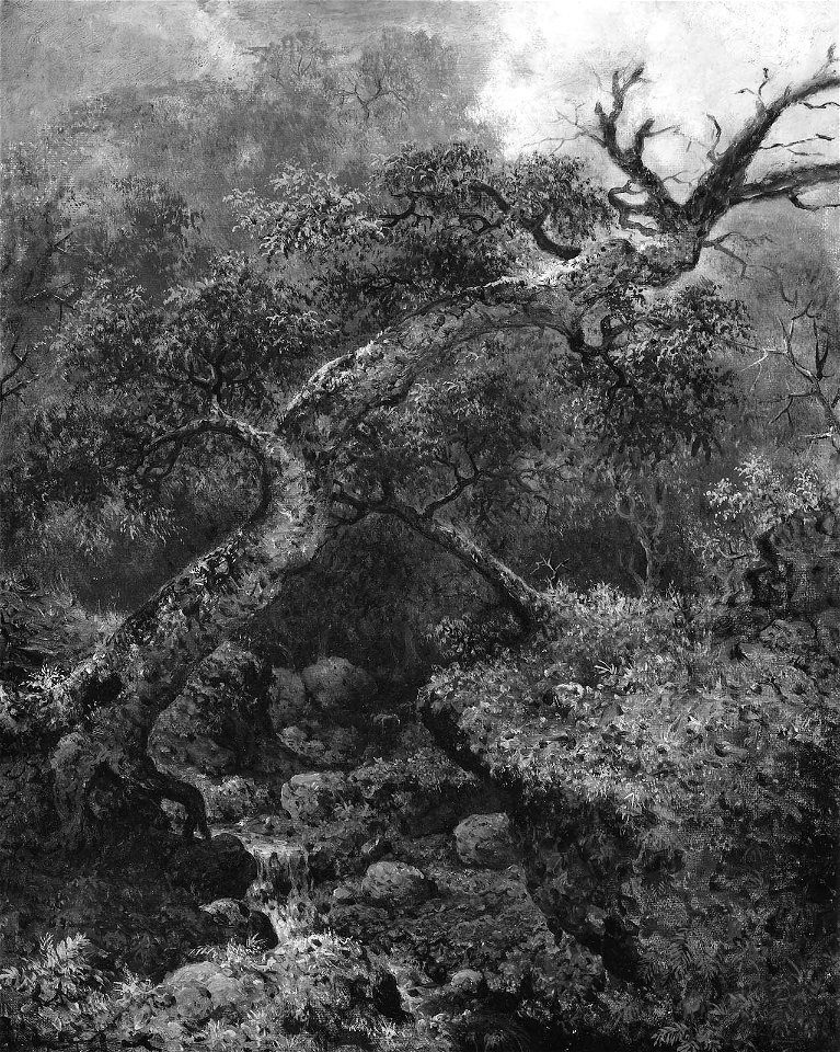 Martin Johnson Heade - Woodland Sketch - 64.434 - Museum of Fine Arts